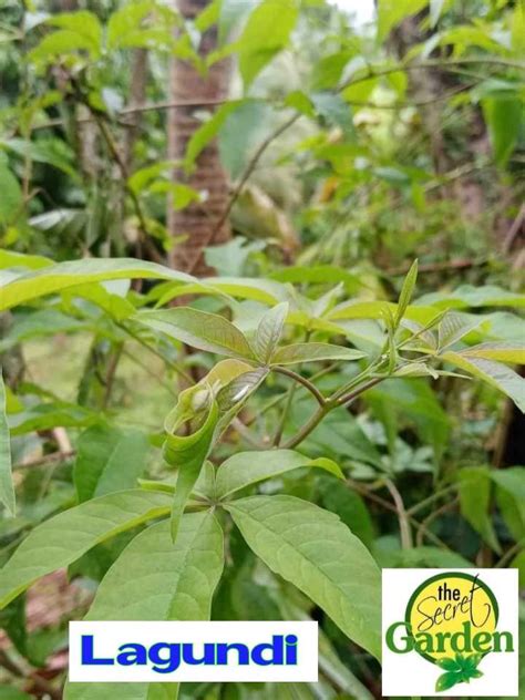 Sambong Live Plant not seeds (LUZON AREA ONLY) with FREE .